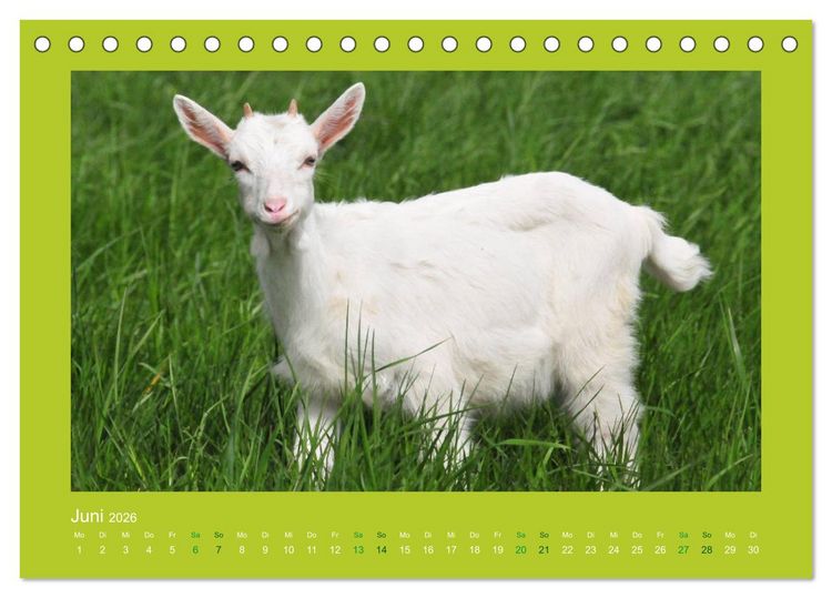 Produktbild: Ziegenkalender 2026 (Tischkalender 2026 DIN A5 quer), CALVENDO Monatskalender