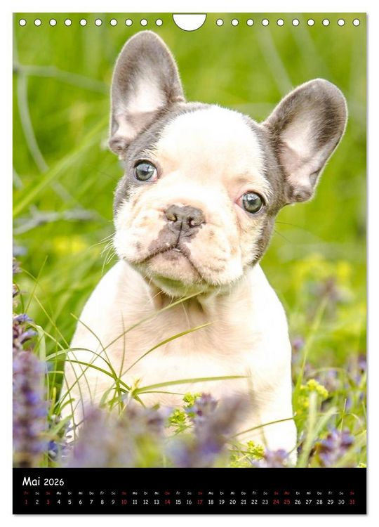 Produktbild: Franz&ouml;sische Bulldoggen - Eine Bully Liebeserk&auml;rung (Wandkalender 2026 DIN A4 hoch), CALVENDO Monatskalender