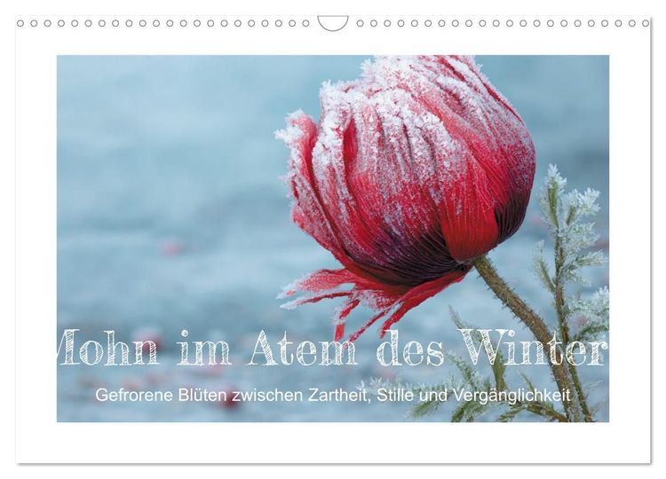 Produktbild: Mohn im Atem des Winters (Wandkalender 2027 DIN A3 quer), CALVENDO Monatskalender