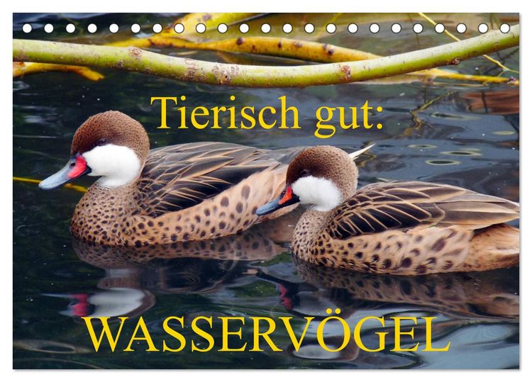 Produktbild: Tierisch gut: Wasserv&ouml;gel (Tischkalender 2026 DIN A5 quer), CALVENDO Monatskalender