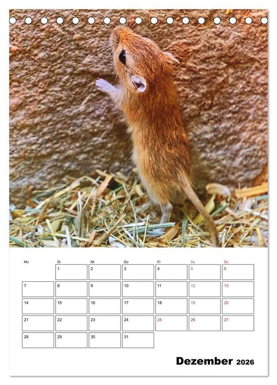Produktbild: Mongolische Rennm&auml;use (Tischkalender 2026 DIN A5 hoch), CALVENDO Monatskalender