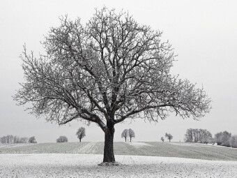 Produktbild: CALVENDO Puzzle Dezember | 1000 Teile Lege-Gr&ouml;&szlig;e 64x48cm Foto-Puzzle f&uuml;r gl&uuml;ckliche Stunden