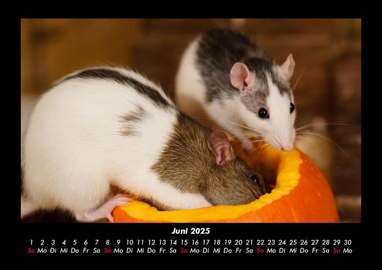Produktbild: Tierkalender 2025 Fotokalender DIN A3