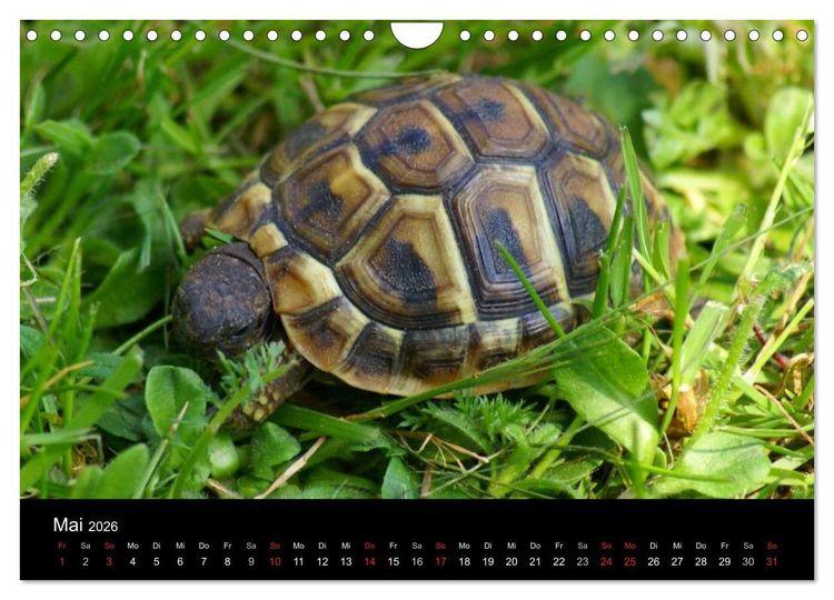 Produktbild: Das Leben der Schildkr&ouml;ten (Wandkalender 2026 DIN A4 quer), CALVENDO Monatskalender