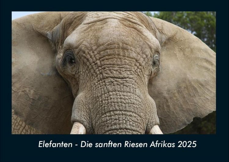 Produktbild: Elefanten - Die sanften Riesen Afrikas 2025 Fotokalender DIN A4