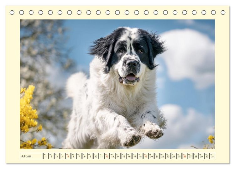 Produktbild: Landseer in der Natur. Majest&auml;tische und sanfte Hundeseelen (Tischkalender 2026 DIN A5 quer), CALVENDO Monatskalender