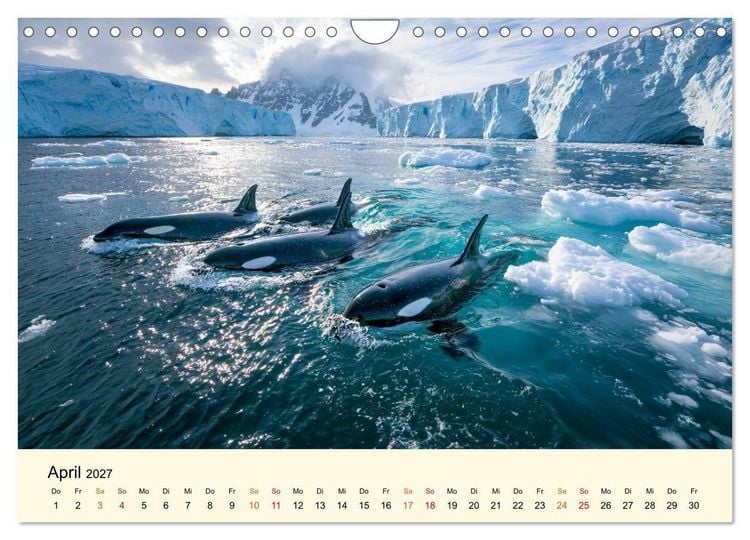 Produktbild: Orcas - Wilde Eleganz des Meeres (Wandkalender 2027 DIN A4 quer), CALVENDO Monatskalender