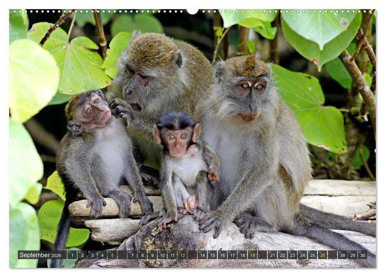 Produktbild: Borneo - Tierparadies Regenwald (hochwertiger Premium Wandkalender 2026 DIN A2 quer), Kunstdruck in Hochglanz