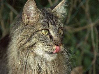 Produktbild: CALVENDO Puzzle Katzen - Maine Coon | 1000 Teile Lege-Gr&ouml;&szlig;e 64x48cm Foto-Puzzle f&uuml;r gl&uuml;ckliche Stunden