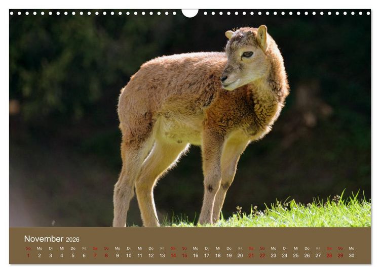 Produktbild: Die lieben Kleinen ... Tierkinder einfach zum Knuddeln (Wandkalender 2026 DIN A3 quer), CALVENDO Monatskalender