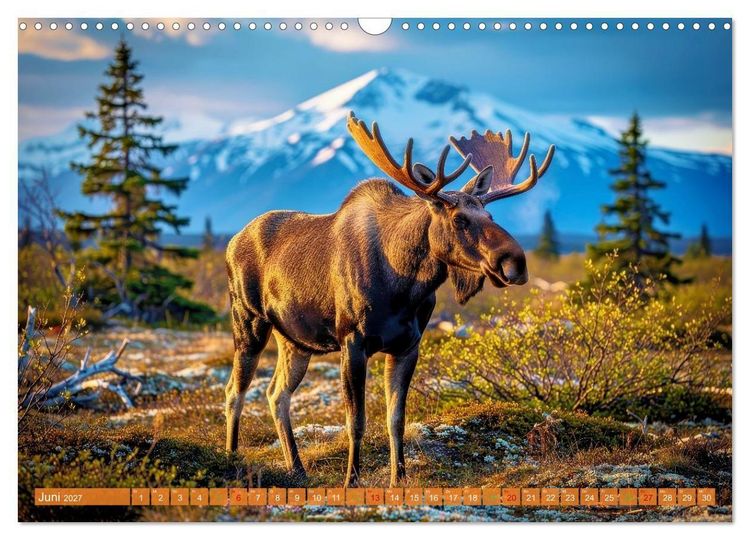 Produktbild: Elche und B&auml;ren in Alaska (Wandkalender 2027 DIN A3 quer), CALVENDO Monatskalender
