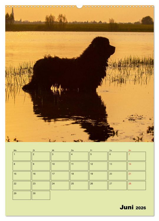 Produktbild: B&auml;rige Freunde - Familienplaner Brauner Neufundl&auml;nder (hochwertiger Premium Wandkalender 2026 DIN A2 hoch), Kunstdruck in Hochglanz