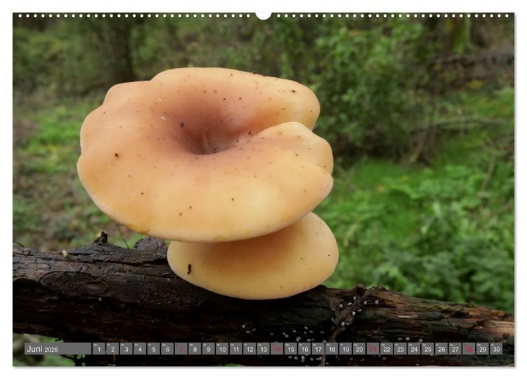 Produktbild: PILZE IM WALD (hochwertiger Premium Wandkalender 2026 DIN A2 quer), Kunstdruck in Hochglanz