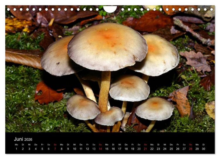 Produktbild: Pilze, Pilze (Wandkalender 2026 DIN A4 quer), CALVENDO Monatskalender