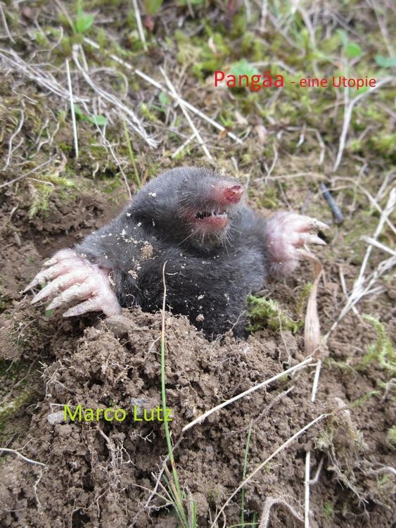 Produktbild: Pang&auml;a