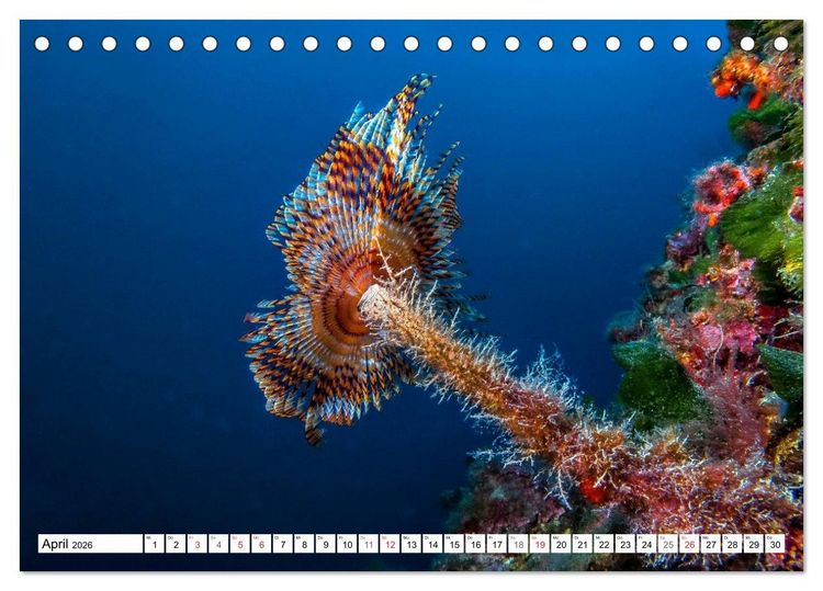 Produktbild: Tauchen im Mittelmeer (Tischkalender 2026 DIN A5 quer), CALVENDO Monatskalender