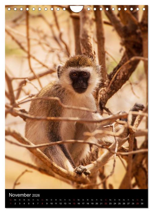 Produktbild: Wildes Afrika (Wandkalender 2026 DIN A4 hoch), CALVENDO Monatskalender