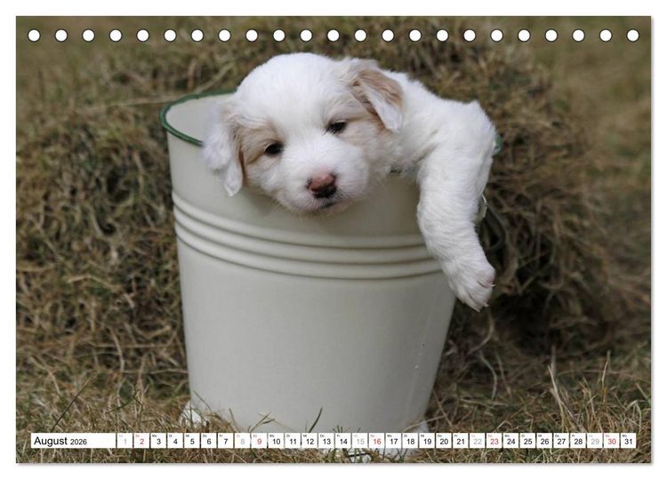 Produktbild: Border Collie Welpen (Tischkalender 2026 DIN A5 quer), CALVENDO Monatskalender