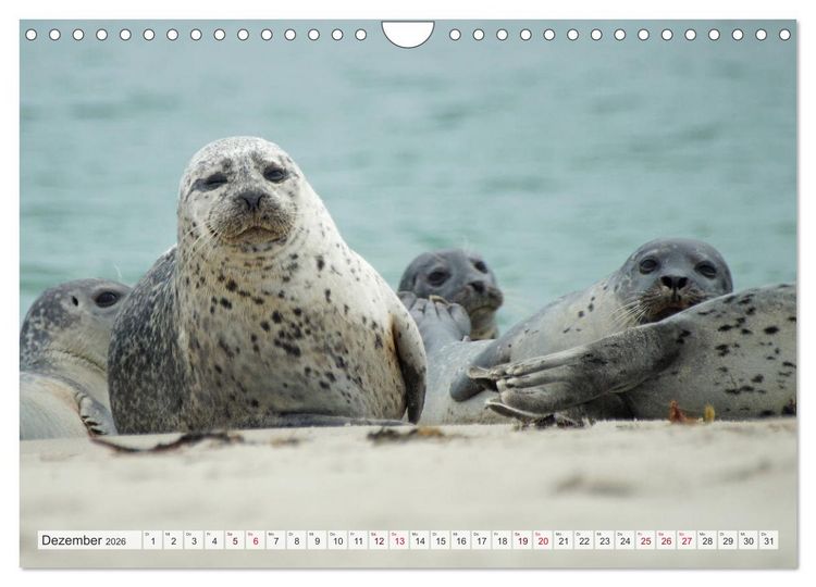 Produktbild: Guck mal ... Robben im Wattenmeer (Wandkalender 2026 DIN A4 quer), CALVENDO Monatskalender