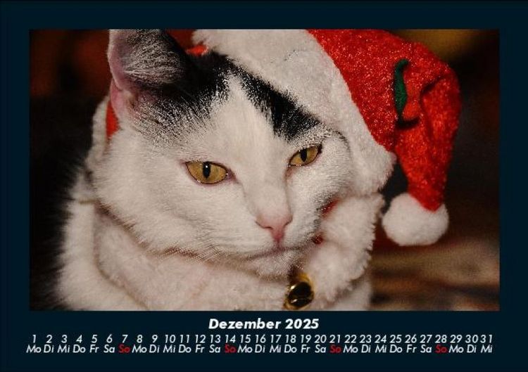 Produktbild: F&uuml;r Katzenfreunde 2025 Fotokalender DIN A5