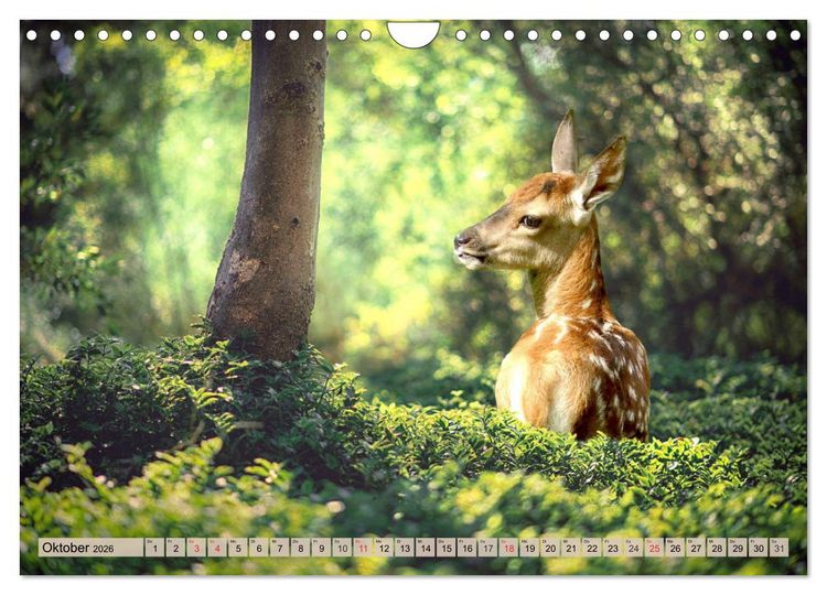 Produktbild: Leise durch den Wald. Sich Zeit nehmen und der Stille lauschen (Wandkalender 2026 DIN A4 quer), CALVENDO Monatskalender