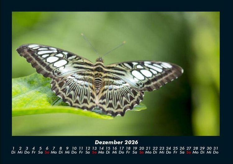 Produktbild: Bunte Pracht der Schmetterlinge 2026 Fotokalender DIN A4