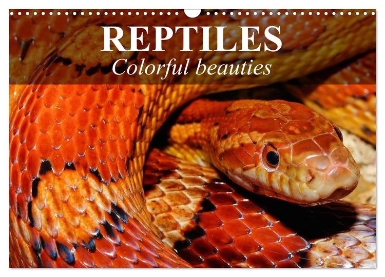 Produktbild: Reptiles Colorful beauties (Wall Calendar 2026 DIN A3 landscape), CALVENDO 12 Month Wall Calendar