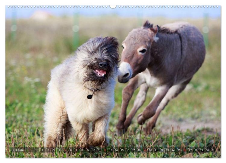 Produktbild: Kleiner Esel. Boldewyn und seine Freunde (hochwertiger Premium Wandkalender 2026 DIN A2 quer), Kunstdruck in Hochglanz