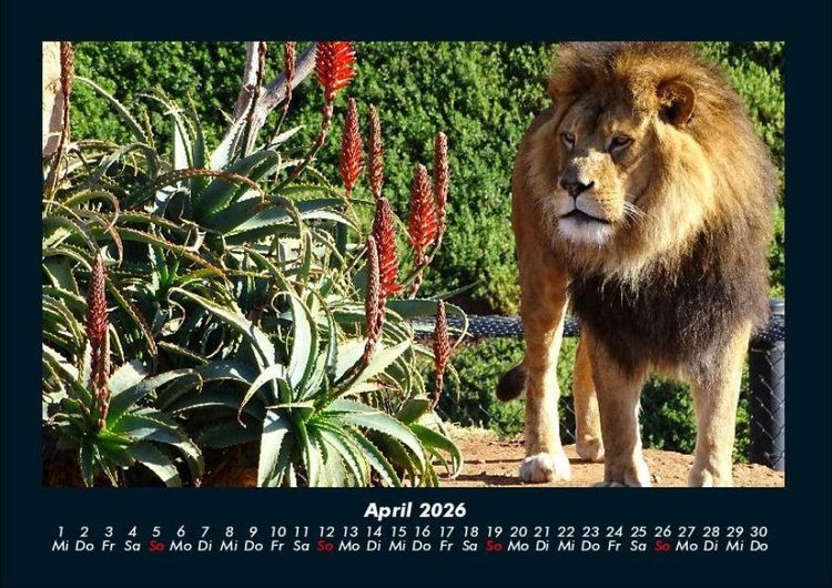 Produktbild: Tiere in der Wildnis 2026 Fotokalender DIN A4