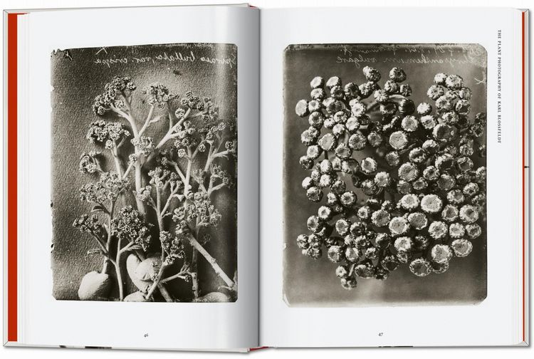 Produktbild: Karl Blossfeldt. The Complete Published Work. 45th Ed.