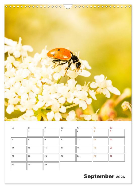 Produktbild: Kleines Gl&uuml;ck ganz gro&szlig;: Marienk&auml;fer! (Wandkalender 2026 DIN A3 hoch), CALVENDO Monatskalender