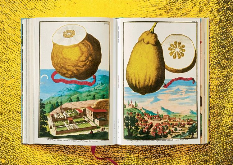 Produktbild: J.C. Volkamer