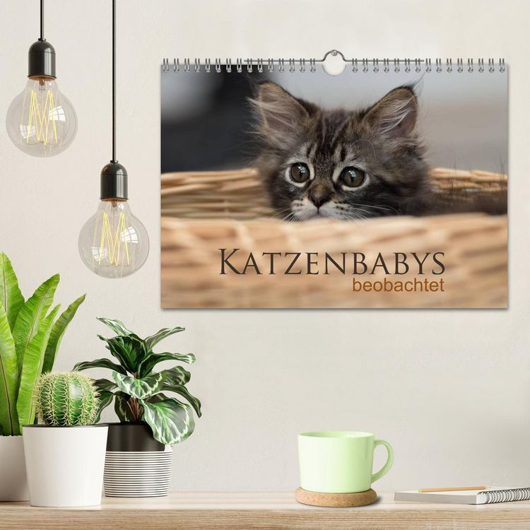 Produktbild: Katzenbabys beobachtet (Wandkalender 2026 DIN A4 quer), CALVENDO Monatskalender