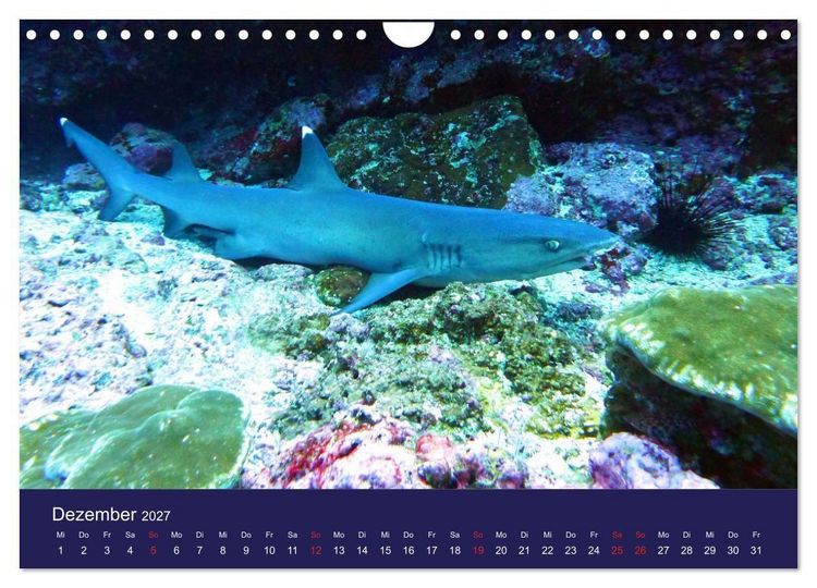 Produktbild: Wunderwelt Korallenriffe (Wandkalender 2027 DIN A4 quer), CALVENDO Monatskalender
