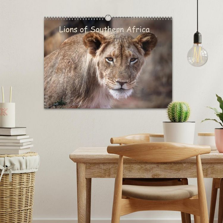 Produktbild: Lions of Southern Africa (Wall Calendar 2026 DIN A3 landscape), CALVENDO 12 Month Wall Calendar