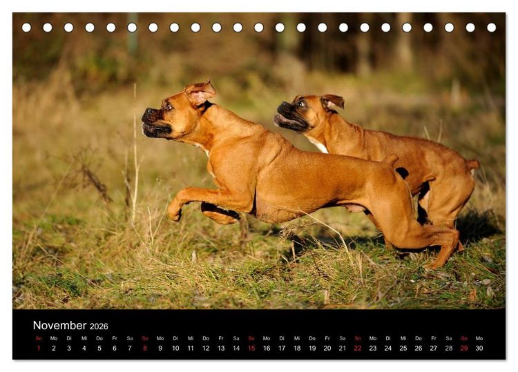 Produktbild: Boxer ? Was sonst ! (Tischkalender 2026 DIN A5 quer), CALVENDO Monatskalender