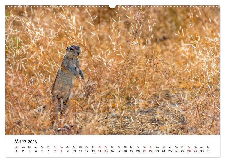 Produktbild: Afrikas kleine Stars (Wandkalender 2026 DIN A2 quer), CALVENDO Monatskalender