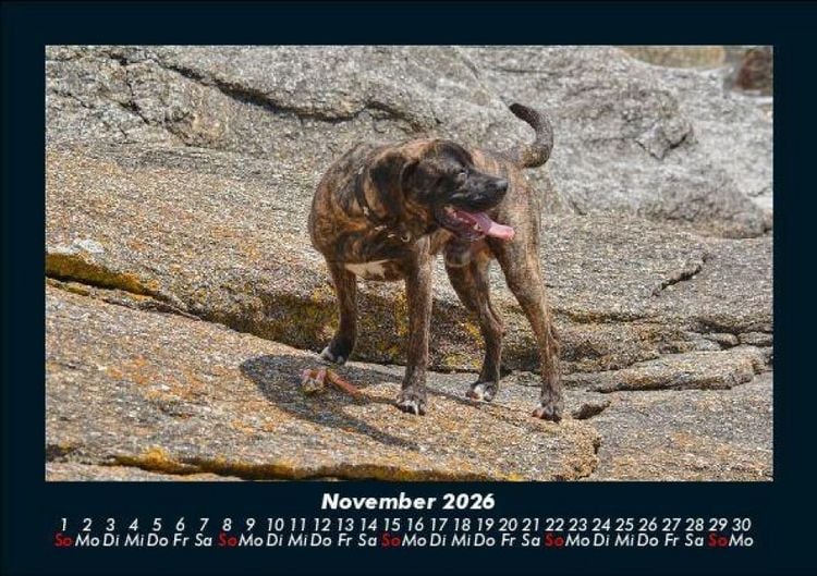 Produktbild: Der Hundekalender 2026 Fotokalender DIN A5