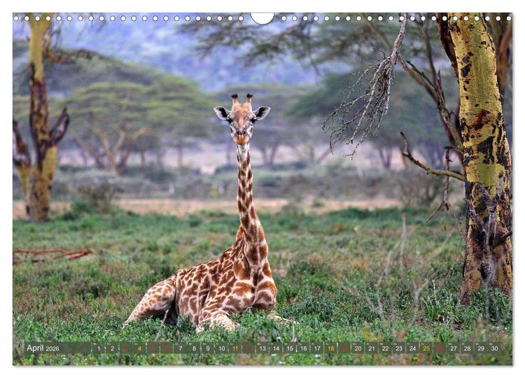 Produktbild: Giraffen - Sanftheit und Anmut (Wandkalender 2026 DIN A3 quer), CALVENDO Monatskalender