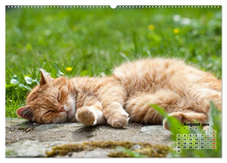 Produktbild: Katzen im Gr&uuml;nen (Wandkalender 2026 DIN A2 quer), CALVENDO Monatskalender