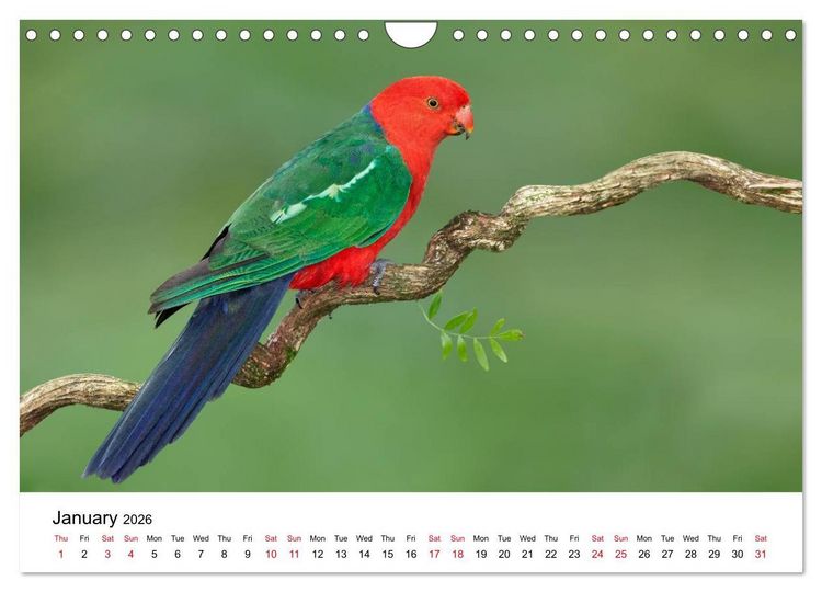 Produktbild: Australian Parrots (Wall Calendar 2026 DIN A4 landscape), CALVENDO 12 Month Wall Calendar