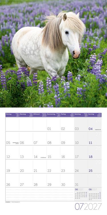 Produktbild: Pferde Kalender 2027 - 30x30 - Art12