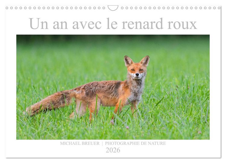 Produktbild: Un an avec le renard roux (Calendrier mural 2026 DIN A3 vertical), CALVENDO calendrier mensuel