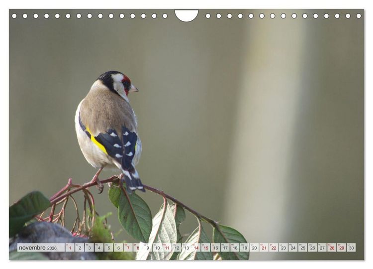 Produktbild: Oiseaux libres et sauvages (Calendrier mural 2026 DIN A4 vertical), CALVENDO calendrier mensuel