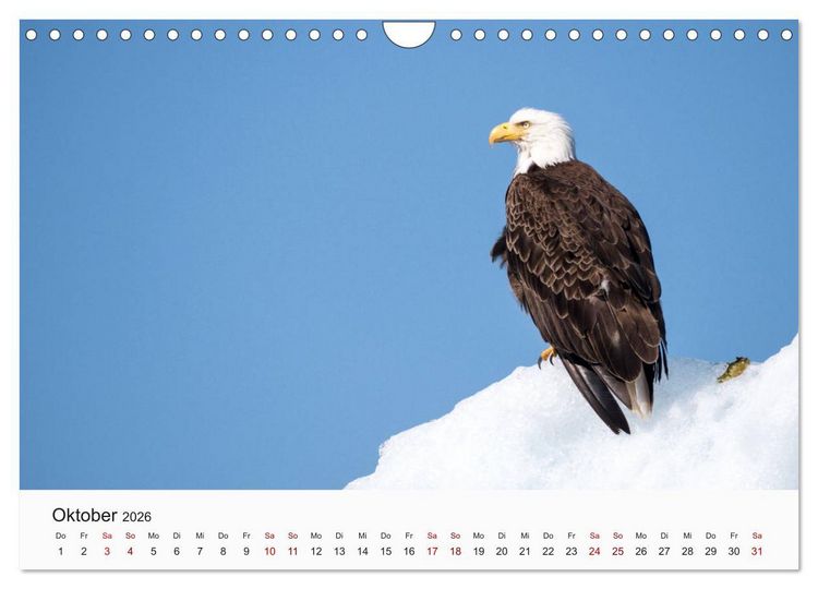 Produktbild: V&ouml;gel - Die K&ouml;nige der L&uuml;fte (Wandkalender 2026 DIN A4 quer), CALVENDO Monatskalender