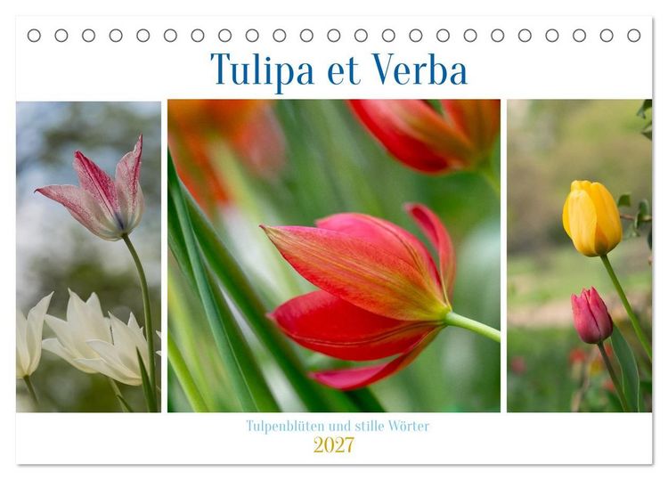 Produktbild: Tulipa et Verba &ndash; Tulpenbl&uuml;ten und stille W&ouml;rter (Tischkalender 2027 DIN A5 quer), CALVENDO Monatskalender