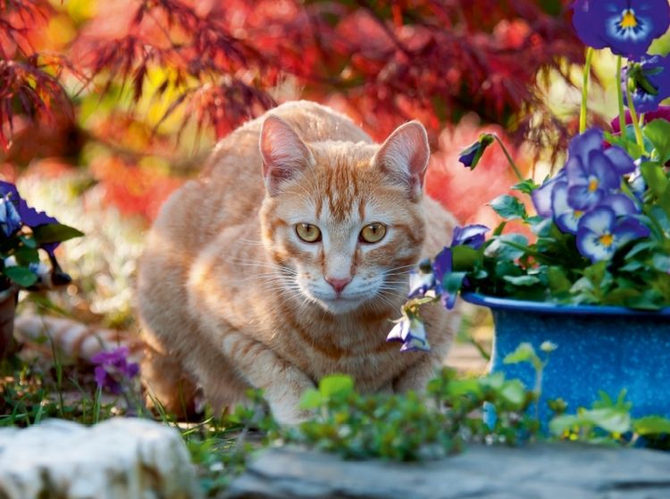 Produktbild: Rot-getigerte Katze in einer bunten Gartenidylle (Puzzle)