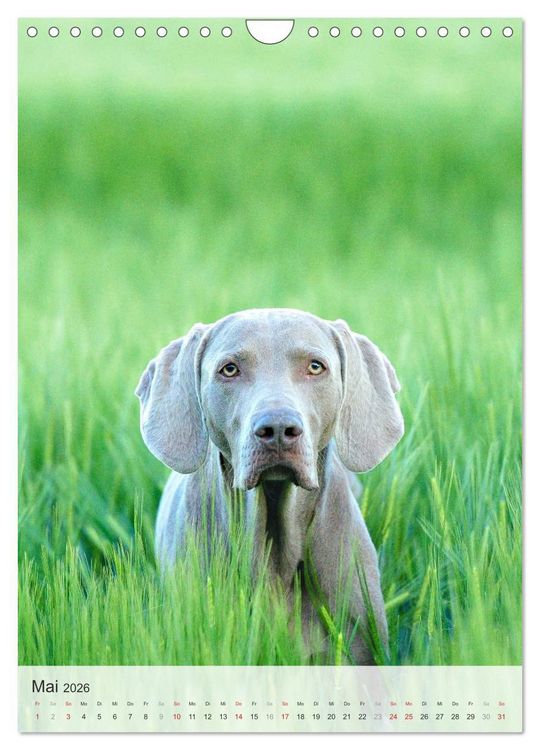 Produktbild: Hundepers&ouml;nlichkeiten (Wandkalender 2026 DIN A4 hoch), CALVENDO Monatskalender