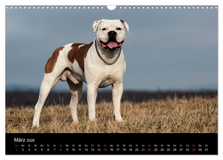 Produktbild: American Bulldog - alles Andere ist nur ein Hund (Wandkalender 2026 DIN A3 quer), CALVENDO Monatskalender