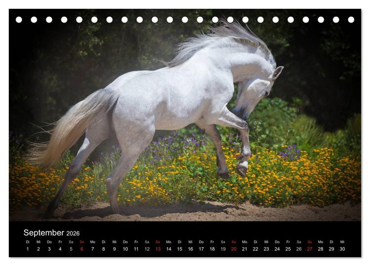 Produktbild: Spaniens stolze Pferde (Tischkalender 2026 DIN A5 quer), CALVENDO Monatskalender